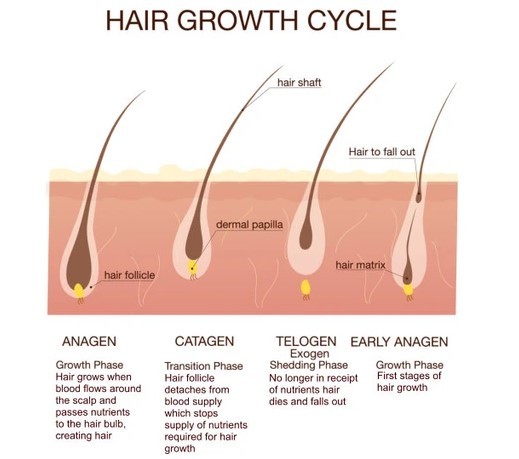 Do Dreads Cause Balding dreads hair growth cycle
