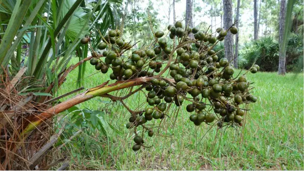 saw palmetto for hair growth and thickness
