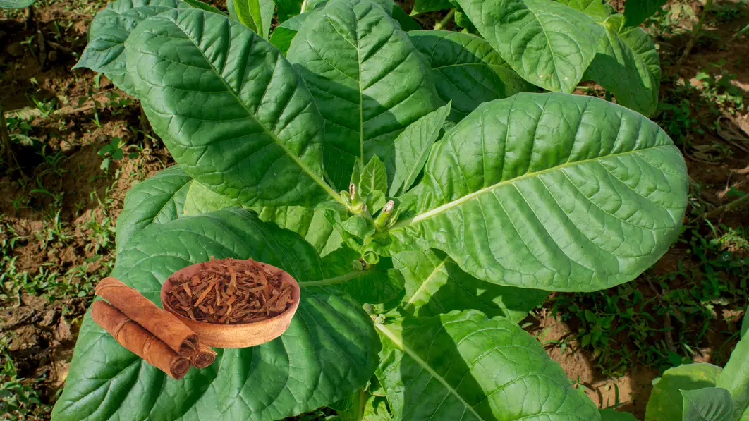 Tobacco Leaves for Hair Growth