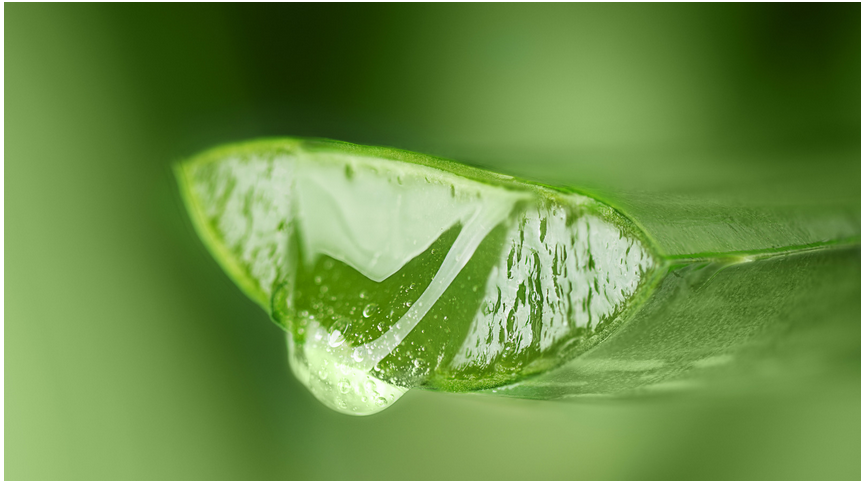  Close-up of Aloe Vera leaf with droplets of gel
