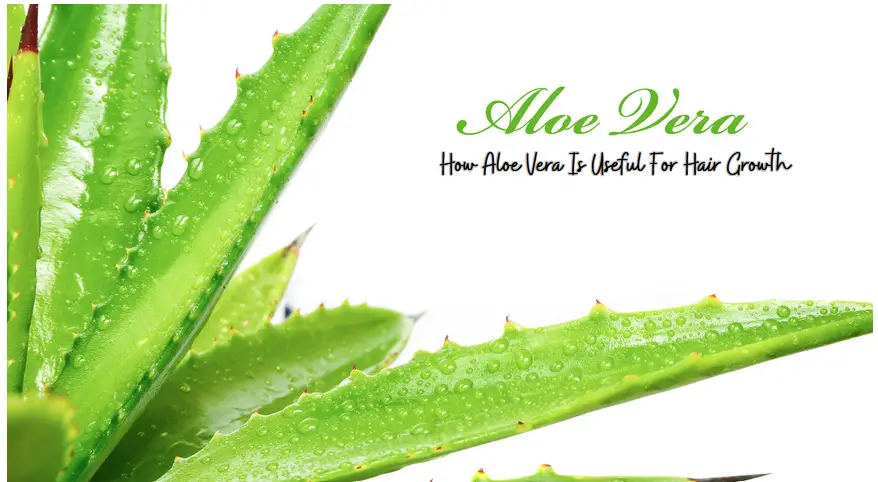 How Aloe Vera Is Useful For Hair