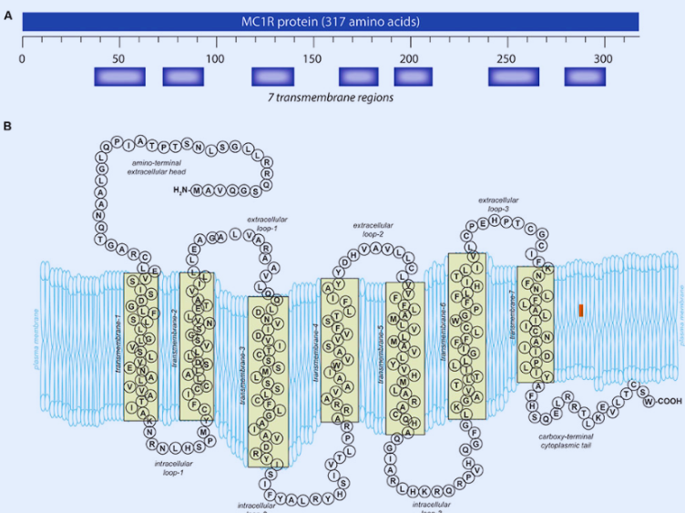 MC1R Gene Structure