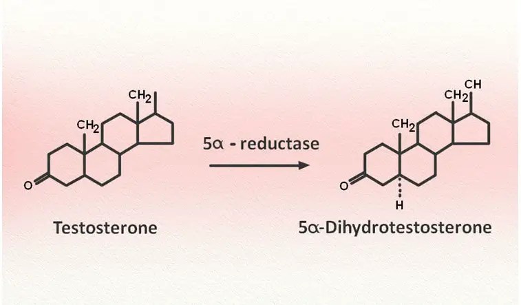 dihydrotestosterone